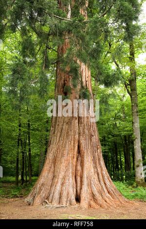 Sequoia (Sequoiadendron giganteum), New Forest National Park, Inghilterra meridionale, Inghilterra, Gran Bretagna Foto Stock