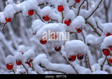 Snowy rosaio con red rose hips in inverno, Baviera, Germania Foto Stock