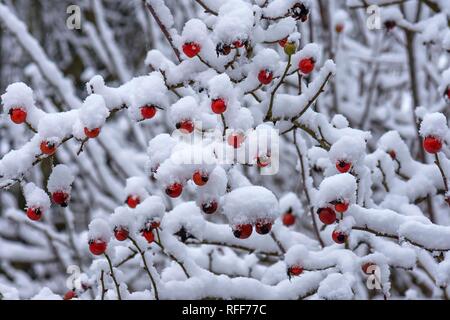 Snowy rosaio con red rose hips in inverno, Baviera, Germania Foto Stock