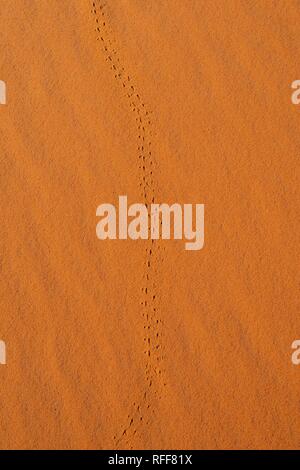 Traccia di un coleottero in sabbia rossa, Erg Chebbi, Merzouga, Marocco Foto Stock