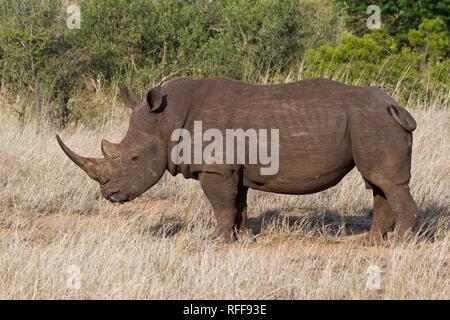 Rinoceronte bianco (Ceratotherium simum), maschio adulto, di alimentazione su erba secca, Kruger National Park, Sud Africa Foto Stock