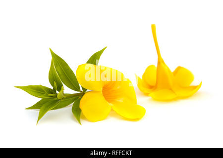 L'Allamanda o golden tromba bellissimo fiore giallo isolato su sfondo bianco. Foto Stock