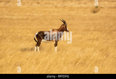 Un antilope bontebok nel sud della savana africana Foto Stock