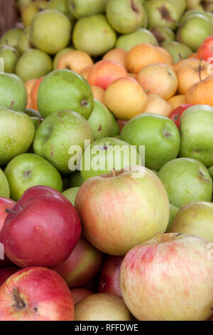 Mazzetto di organici diversi tipi di apple visualizzato in vendita sul mercato agricolo il cavalletto mostra la ricchezza e la diversità di colori, sapori e forme tra di vario Foto Stock