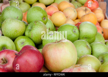 Mazzetto di organici diversi tipi di apple visualizzato in vendita sul mercato agricolo il cavalletto mostra la ricchezza e la diversità di colori, sapori e forme tra di vario Foto Stock