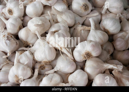 Mazzetto di organico bulbi di aglio visualizzati in vendita sul mercato agricolo il riposo in Serbia Foto Stock