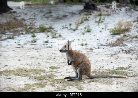 Rosso-un wallaby dal collo alla Baia di incendi, Tasmania, Australia Foto Stock