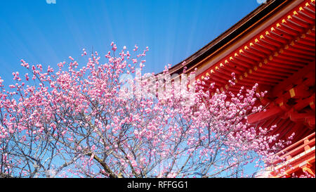 KYOTO, Giappone - MARZO 36, 2015: Turistico a Kiyomizu-dera tempio durante la fioritura dei ciliegi ora stanno andando a fiorire a Kyoto, Giappone Foto Stock