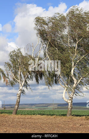 Due alberi di betulla in autunno Foto Stock