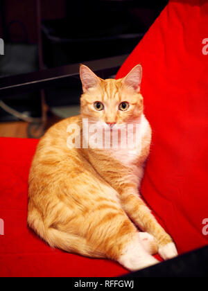 Mika la orange tabby rilassarsi sulla sedia Foto Stock