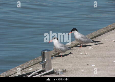 Tern comune (Sterna hirundo) Foto Stock