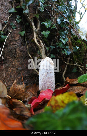 Coprinus comatus o Shaggy mane - Giovanni Gollop Foto Stock