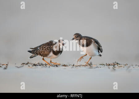 Due ruddy tornstones (Arenaria interpres) che ha un argomento sulla spiaggia. Foto Stock