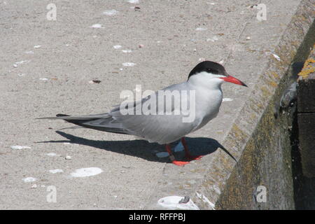 Tern comune (Sterna hirundo) Foto Stock