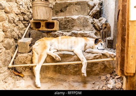 Crema e marrone cane randagio dormendo sui gradini in strada in Guatemala, America Centrale Foto Stock