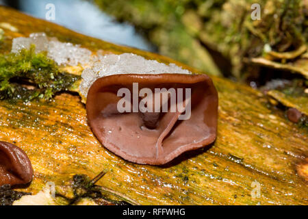 Giudeo l orecchio, (Auricularia padiglione auricolare-judae) Foto Stock