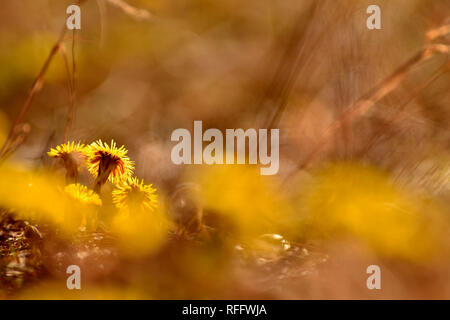 Coltsfoot, (Tussilago farfara) Foto Stock