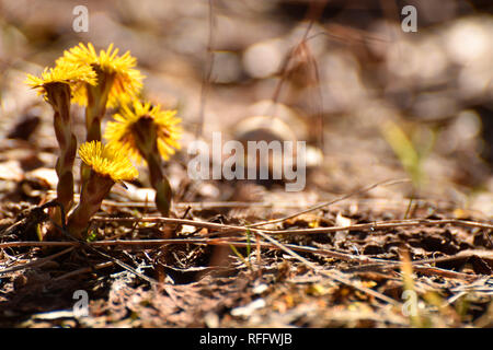 Coltsfoot, (Tussilago farfara) Foto Stock