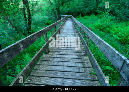 Ortel Marsh, Renania-Palatinato, Hunsrueck, Germania Foto Stock