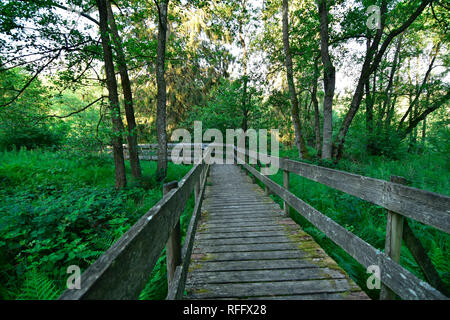 Ortel Marsh, Renania-Palatinato, Hunsrueck, Germania Foto Stock