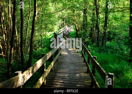 Ortel Marsh, Renania-Palatinato, Hunsrueck, Germania Foto Stock