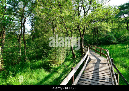 Ortel Marsh, Renania-Palatinato, Hunsrueck, Germania Foto Stock