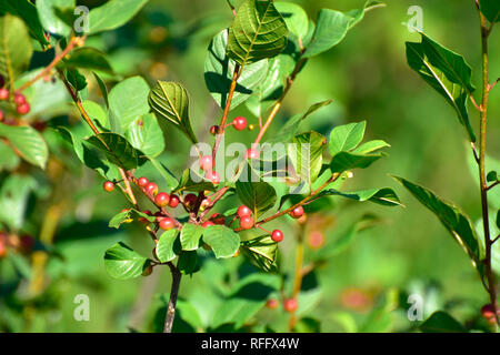 Alder Frangola Frangula alnus, Ortelsbruch, Ortel Marsh, Germania, Rheinland-Palatinate, Hunsrueck Foto Stock