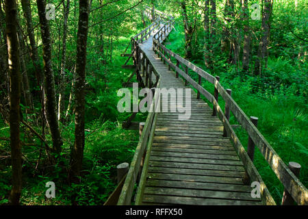 Ortel Marsh, Renania-Palatinato, Hunsrueck, Germania Foto Stock