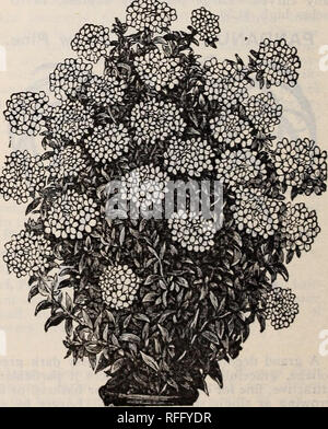 . La molla 1900. Vivaio Ohio Painesville cataloghi; semi di ortaggi cataloghi; fiori cataloghi; lampadine (piante) cataloghi; piante ornamentali, cataloghi; alberi da frutto piantine Cataloghi Cataloghi di frutta. Nelle petunie-doppio. Di questo preferito impianto biancheria da letto abbiamo una cura- completamente raccolta selezionata tra tutti i più brillanti e belle varietà. 15c ciascuna; 8 per $1.00. PLUMBAGO. Capensis. Un impianto degno del più generale cultiva- zione; la produzione di grandi travi reticolari di delicato blu azzurro fiori. Eccellente per biancheria da letto in estate o in crescita in vasi per singolo esemplare piante. 10c. Capensis Alba Foto Stock