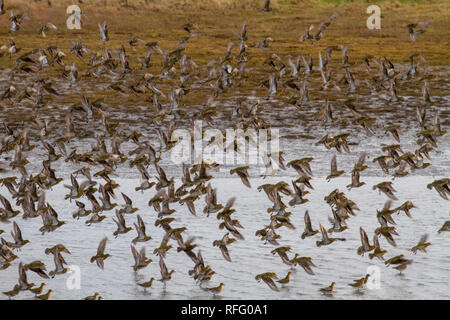 Gregge di Golden Plover Foto Stock