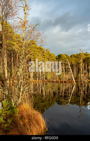 Loch Mallachie nel Parco Nazionale di Cairngorms della Scozia. Foto Stock