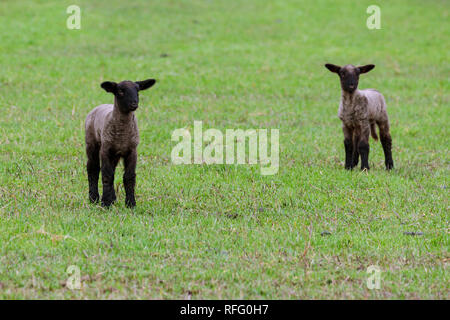 Due nuovi agnelli primaverili in un campo nella Willamette Valley nella campagna dell'Oregon, USA. Foto Stock