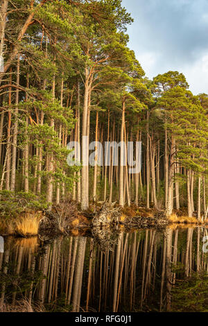 Loch Mallachie nel Parco Nazionale di Cairngorms della Scozia. Foto Stock