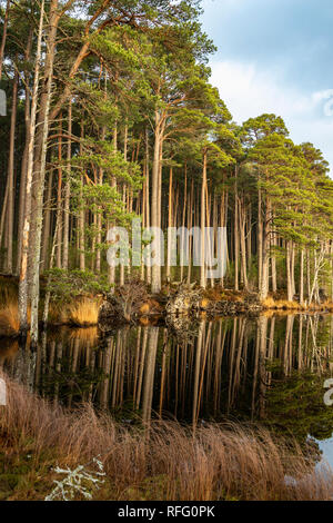 Loch Mallachie nel Parco Nazionale di Cairngorms della Scozia. Foto Stock