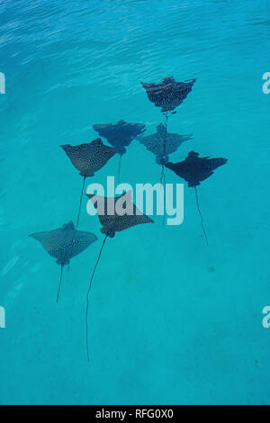 Vista subacquea di una scuola di wild Spotted Eagle Ray (Aetobatus narinari) pesce nuotare nella laguna Bora Bora, Polinesia Francese Foto Stock