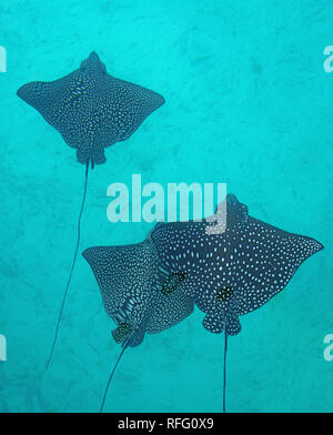 Vista subacquea di una scuola di wild Spotted Eagle Ray (Aetobatus narinari) pesce nuotare nella laguna Bora Bora, Polinesia Francese Foto Stock