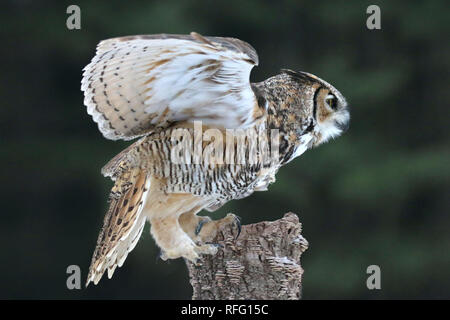 Grande gufo cornuto al canadese Raptor Conservancy Foto Stock