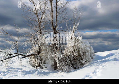 Dopo la tempesta di ghiaccio la mattina presto Foto Stock