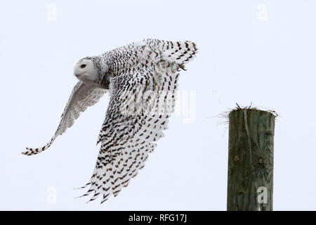 Snowy Owl femminile seduta e in volo Foto Stock