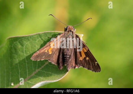 Silver spotted skipper butterfly Foto Stock