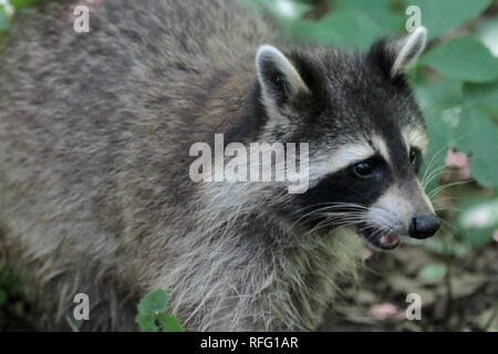 Raccoon in foresta Foto Stock