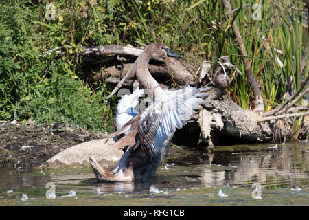 La pratica del cigno di Mute giovanile vola Foto Stock