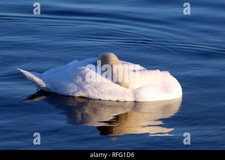 Cigno vicino al lago Ontario Canada Foto Stock