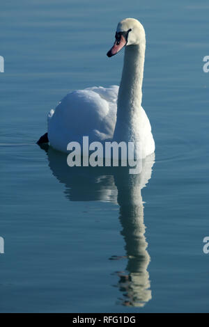 Cigno vicino al lago Ontario Canada Foto Stock