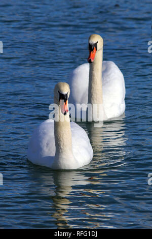 Cigno vicino al lago Ontario Canada Foto Stock