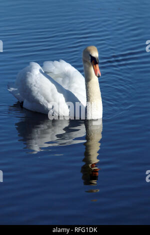 Cigno vicino al lago Ontario Canada Foto Stock