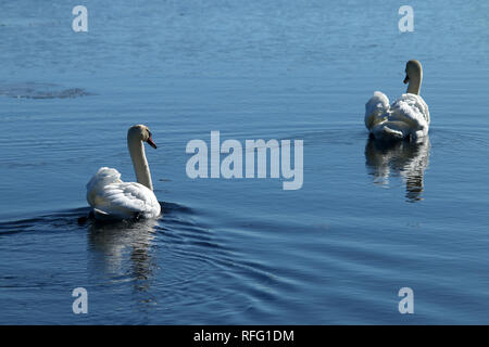 Cigno vicino al lago Ontario Canada Foto Stock