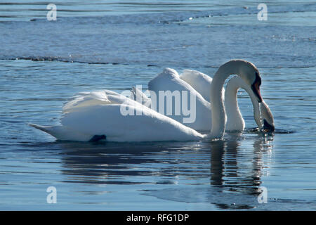 Cigno vicino al lago Ontario Canada Foto Stock