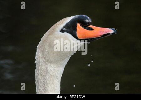 Cigno vicino al lago Ontario Canada Foto Stock