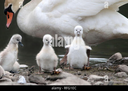 Disattivare il microfono Swan Cygnets da madre Foto Stock